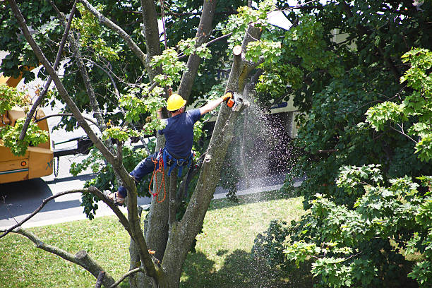 How Our Tree Care Process Works  in  Homer City, PA